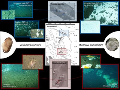 Comparative Study of Guaymas Basin Microbiomes: Cold Seeps vs. Hydrothermal Vents Sediments